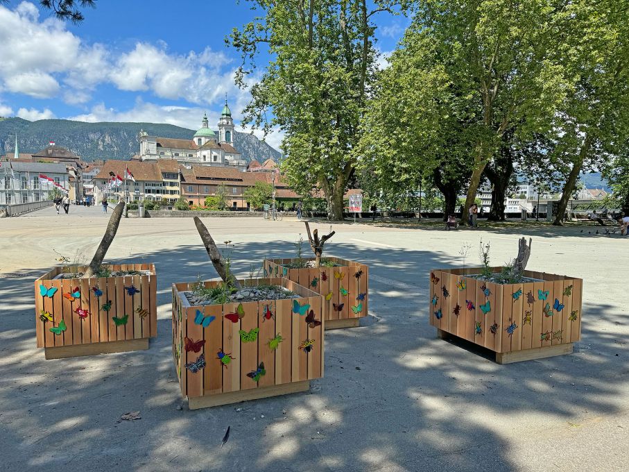 Biodiversitätstöpfe, bepflanzt am Stadtfest 2024 – heute an verschiedenen Orten in Solothurn zu sehen. Foto: Stiftung 3FO